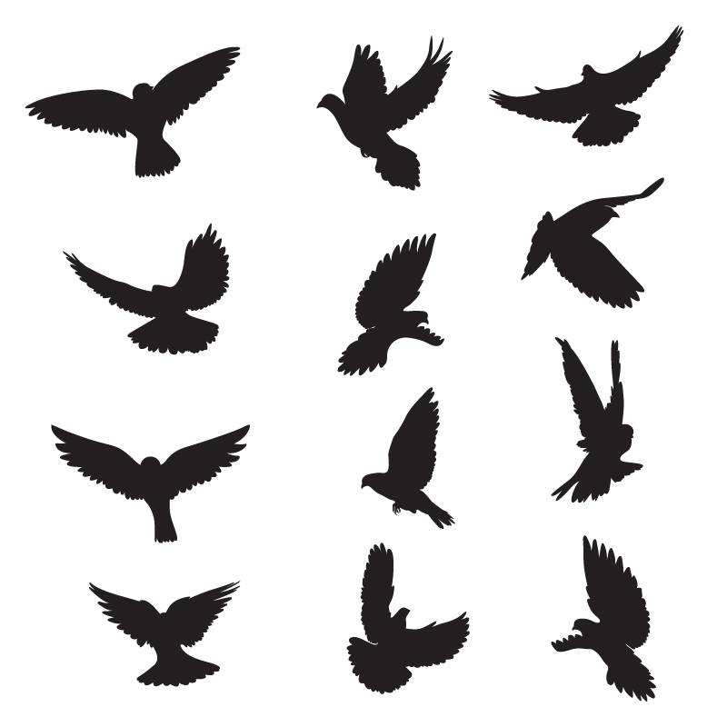 800x800 Set Of Silhouettes Of Doves
