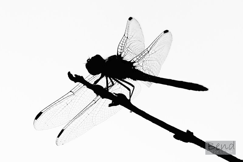800x534 Dragonfly Silhouette Clipart Panda
