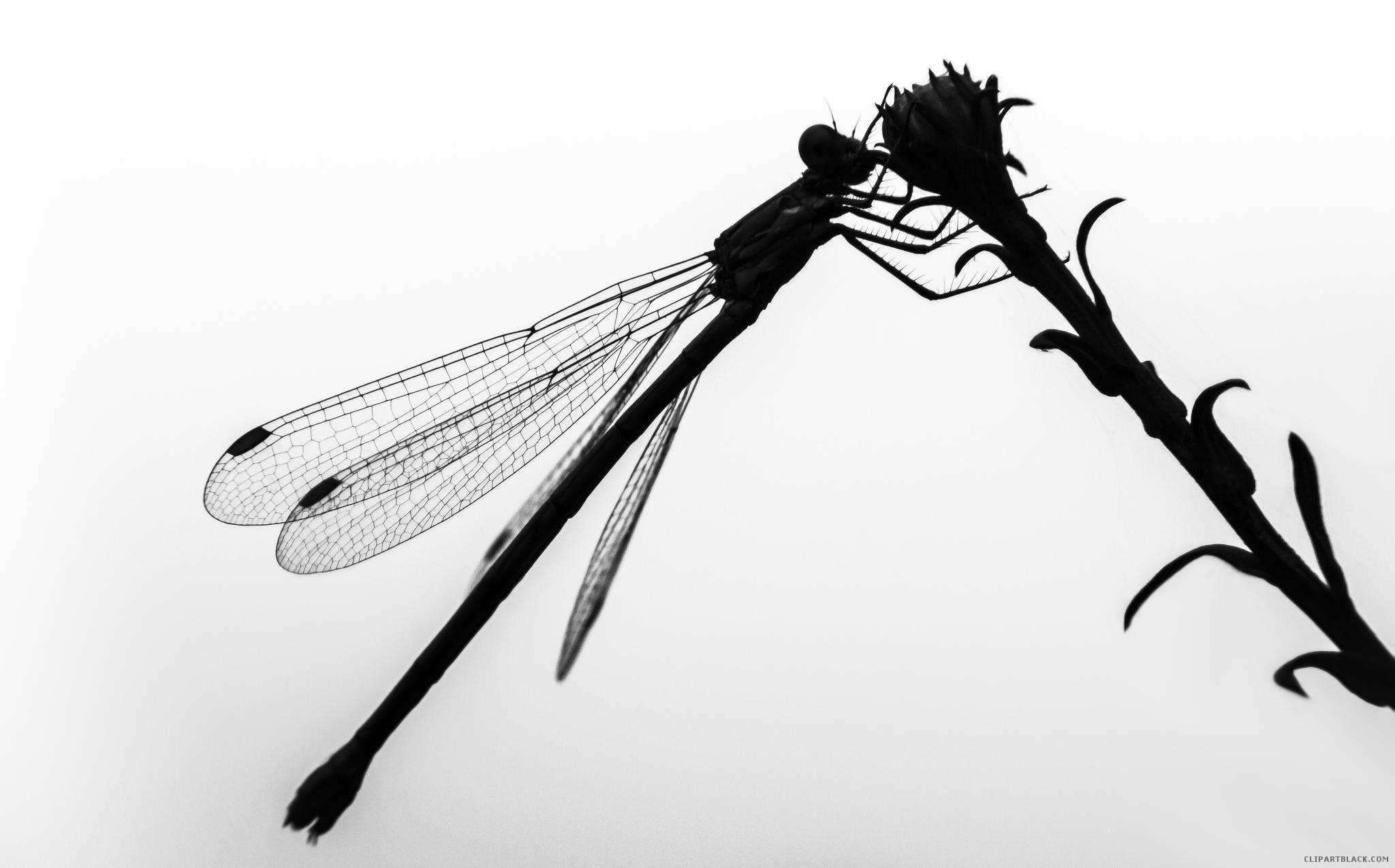 2048x1275 Dragonfly Silhouette Clipart