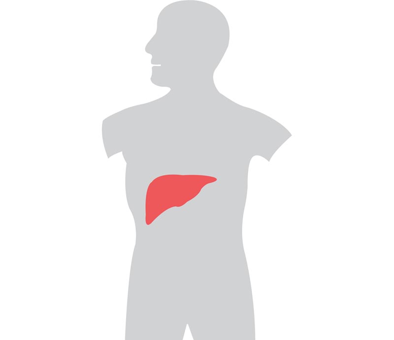 800x692 Coffee And Liver Cancer Information