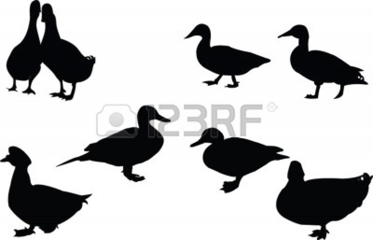 1200x771 Mallard Duck Silhouette Clipart