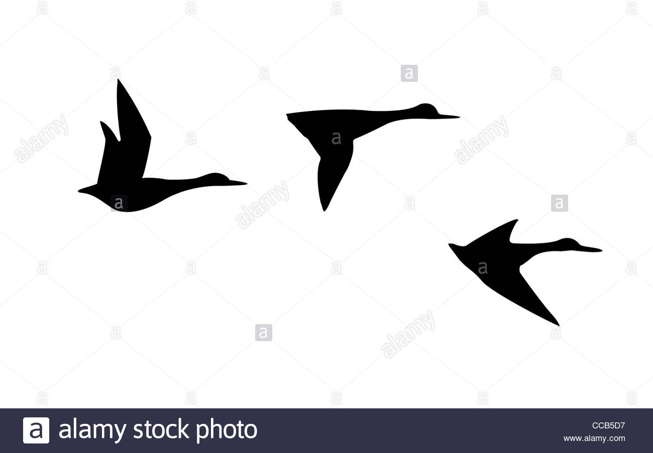 1300x903 Vector Silhouette Flying Duck On White Background Stock Photo