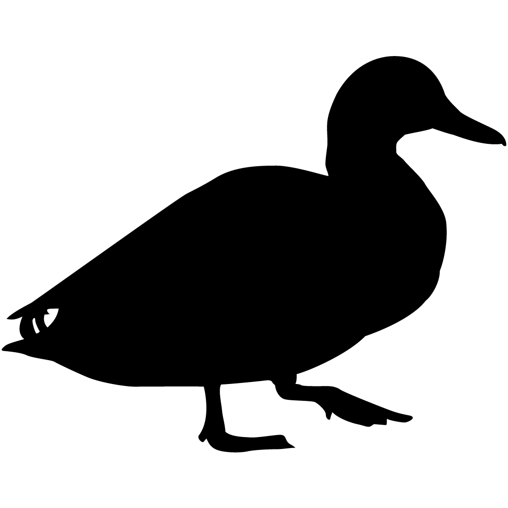 1024x1024 American Black Duck Overview, All About Birds, Cornell Lab