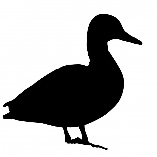 615x615 Mallard Duck Silhouette