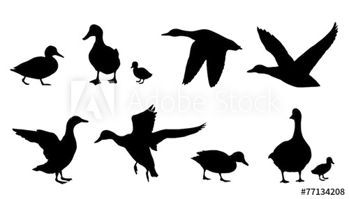 500x286 Duck Silhouettes