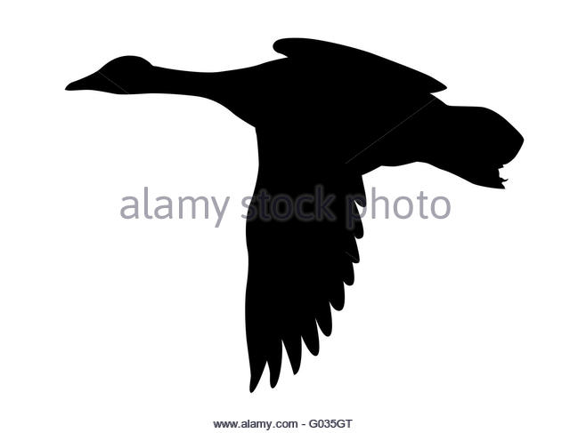 640x487 Ducks Flying Cut Out Stock Images Amp Pictures