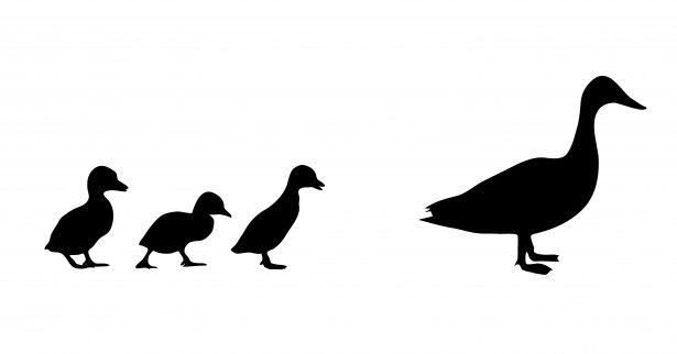 615x322 Duck Amp Ducklings Silhouette