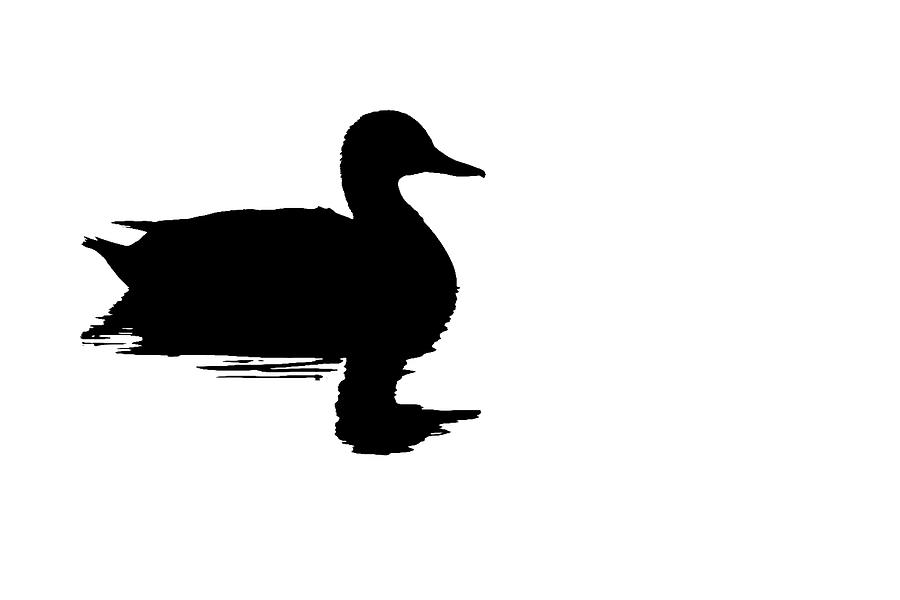 900x600 Silhouette Of A Floating Duck Photograph By Fotografie Jeronimo