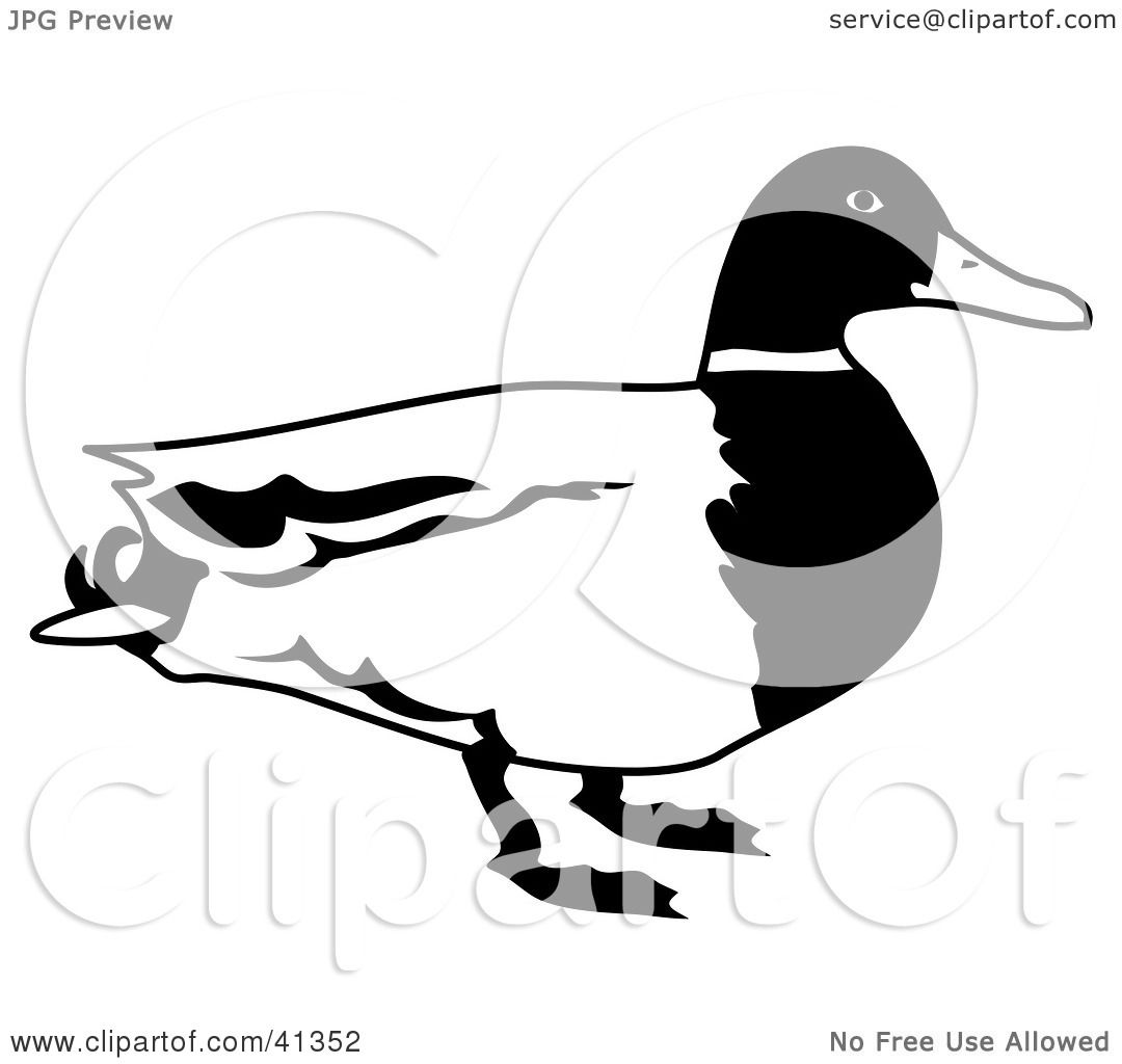 1080x1024 Clipart Illustration Of A Black And White Male Mallard Duck