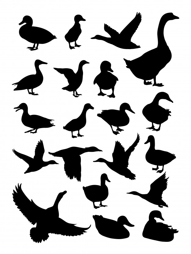 626x833 Duck Silhouette Vectors, Photos And Psd Files Free Download