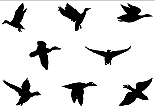 501x352 Flying Duck Silhouette Clipart Panda