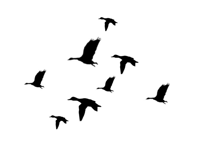 Duck Silhouette Images at GetDrawings | Free download