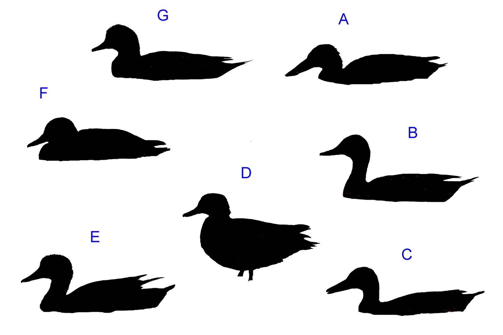 1600x1067 Dabbling Duck Silhouette Quiz