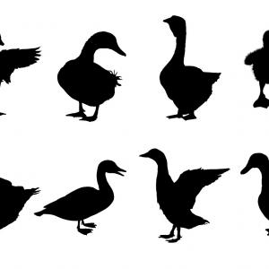 300x300 Free Vector Free Duck Silhouette Vectors Createmepink