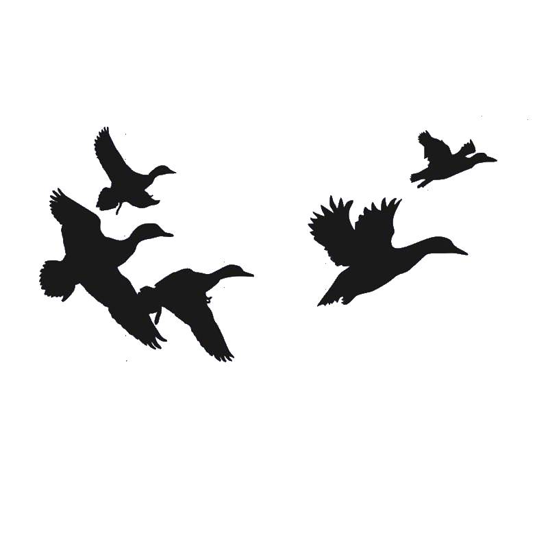 800x800 Duck Clipart Plane