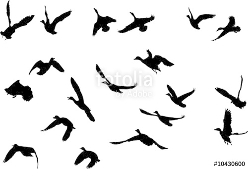 500x341 Mallard Ducks Flying Silhouettes, Collection For Designers Stock