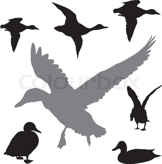 316x320 Flying Duck Silhouette. Vector Eps 8 Stock Vector Colourbox