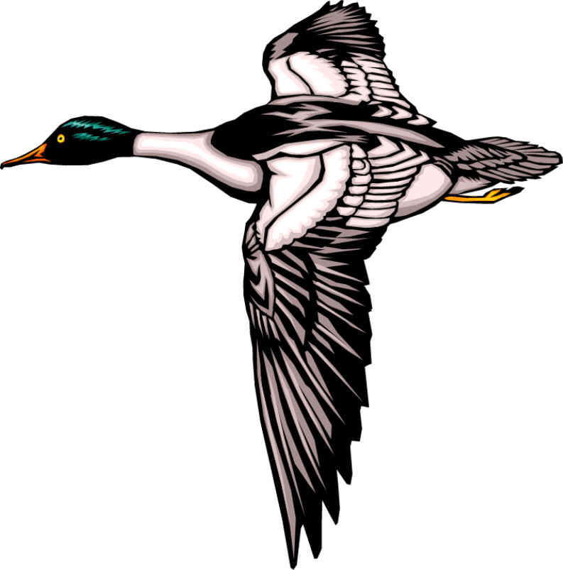 793x803 Mallard Clipart Flying