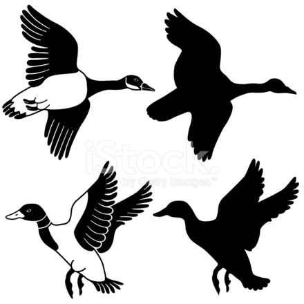 440x440 Flying Goose And Duck Stock Vector