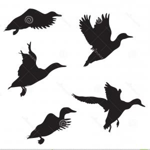 Ducks Landing Silhouette at GetDrawings | Free download