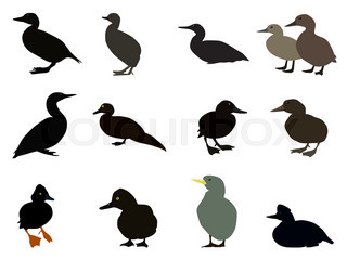 320x239 Ducks Silhouette Collection