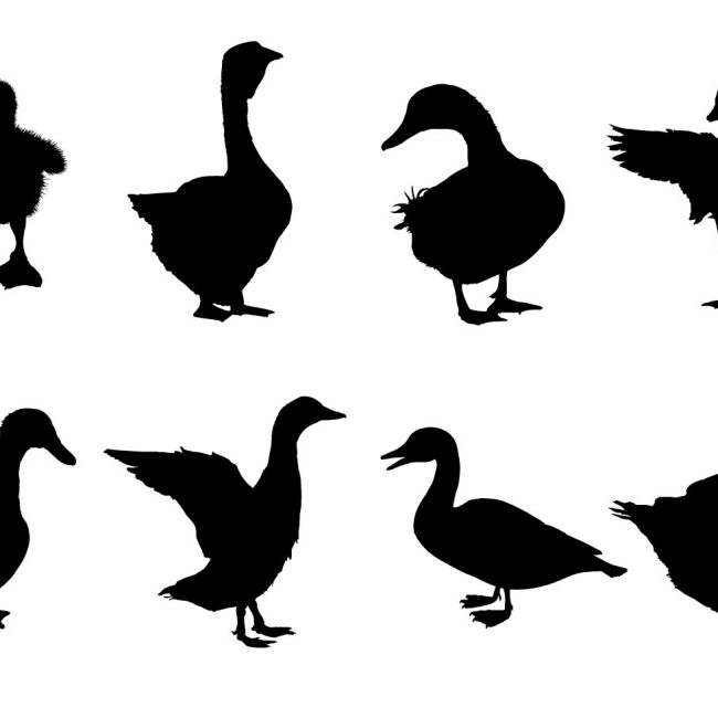 650x650 Free Vector Free Duck Silhouette Vectors