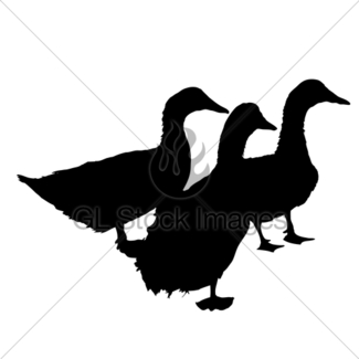 325x325 Goose And Ducks Silhouettes Gl Stock Images