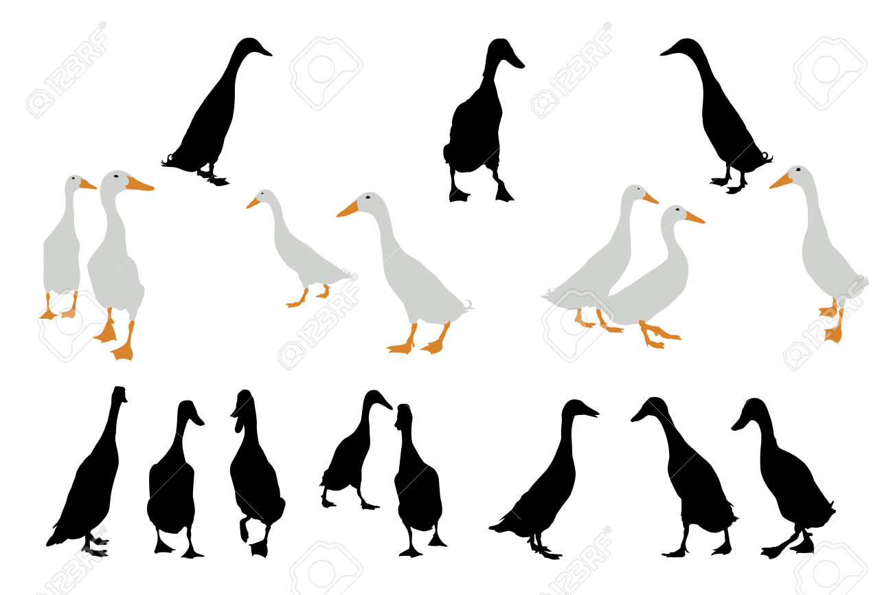 1300x866 Indian Duck Clipart