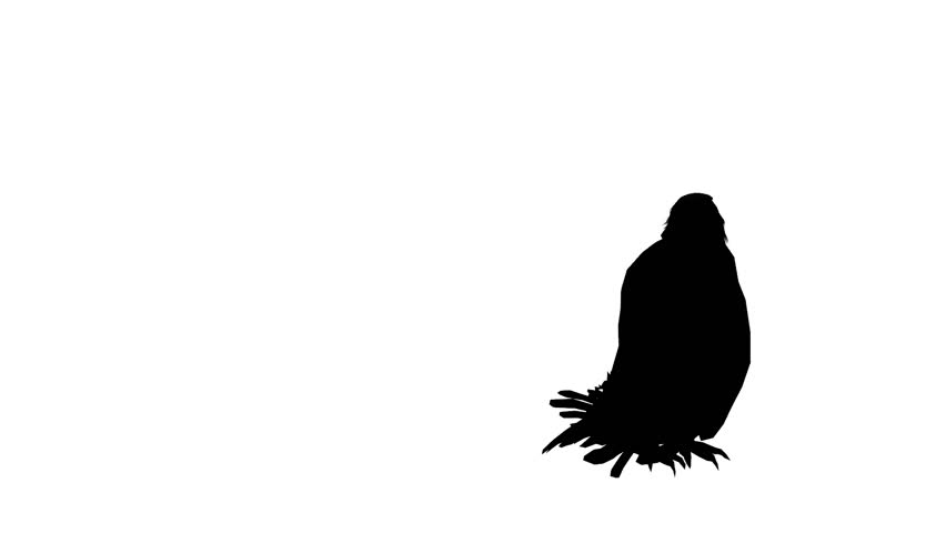 852x480 Landing Eagle With Mountains, Sky And Sun Stock Footage Video