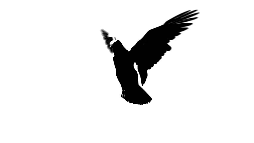 852x480 Eagle Flying From Rooftop Free Stock Video Footage Download Clips