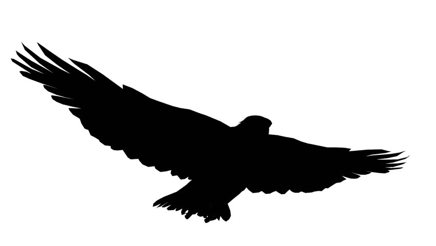 852x480 Eagle Inciting Wings Flying Gliding,haliaeetus Leucocephalus Bird