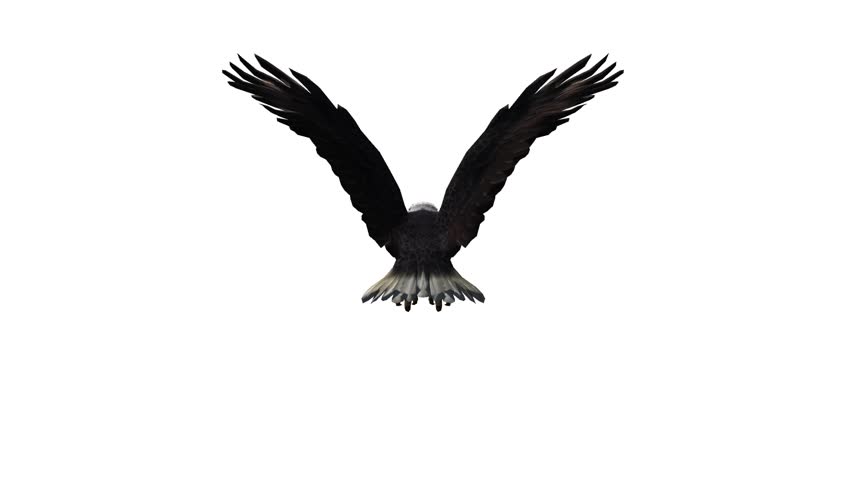 852x480 Silhouette Looping Flying Eagle Front View Stock Footage Video