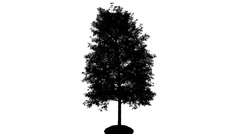 240x134 Eastern White Pine Pinus Strobus Silhouette Thin Animated Tree Is