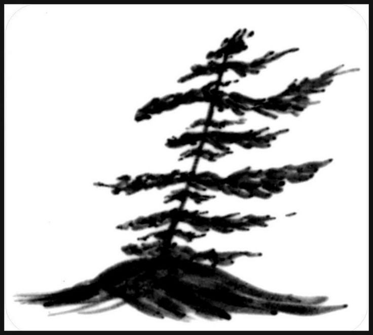 736x661 8 Best White Pine Images On Pine Tree, White Pines