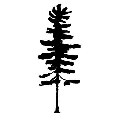 455x458 White Pine Sketch Minimal