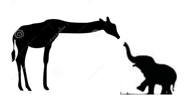 652x360 Amanda Yes Giraffe W Baby Elephant Fav Tattoos