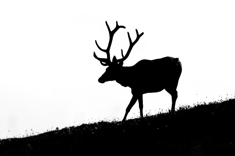 900x600 Elk Silhouette Photograph By Mark Little