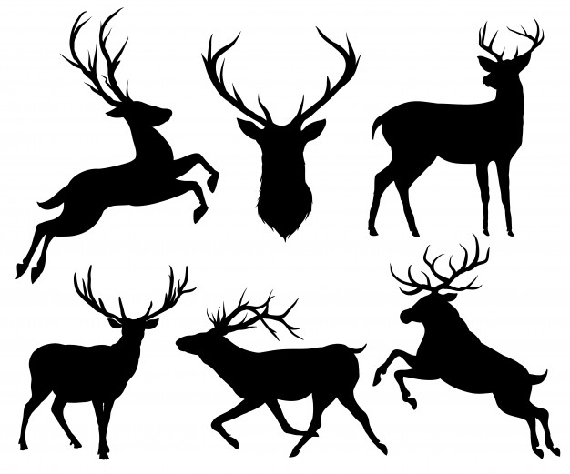 626x521 Elk Vectors, Photos And Psd Files Free Download
