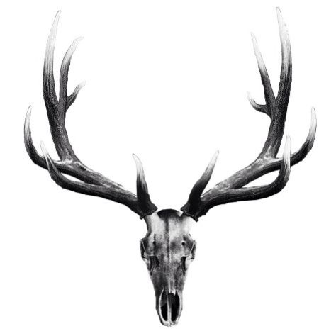 474x474 Elk Skull Tattoo Silhouette Elk, Tattoo And Tatto