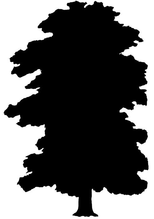 495x700 Tree Silhouettes Elm Tree, Tree Silhouette And Silhouettes