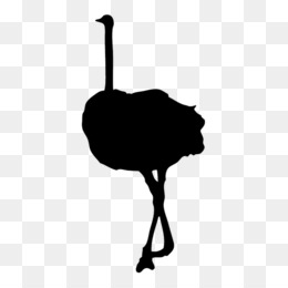 260x260 Common Ostrich Clip Art