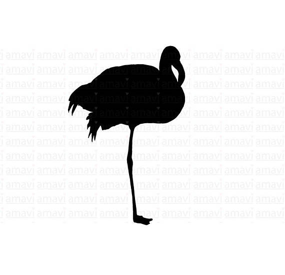 570x549 Flamingo