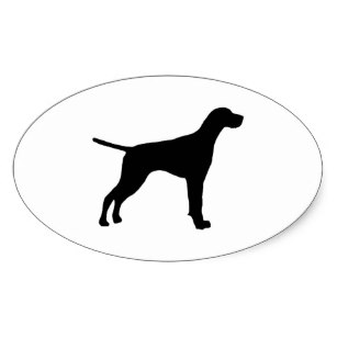 307x307 English Pointer Stickers Zazzle