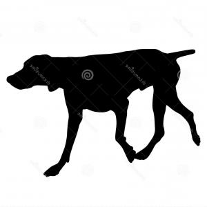 300x300 Head English Pointer Dog Breed Vector Createmepink