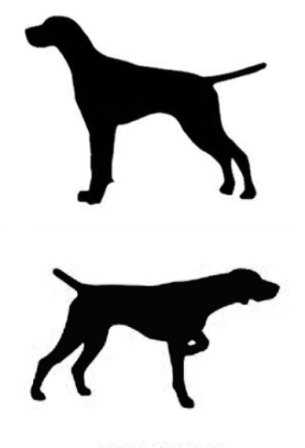 305x448 Pointer English Or German Shorthair Dog Canine Profile