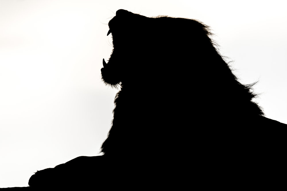 1000x667 B w George The Explorer