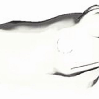 320x320 A Silhouette Rendered Frog. Download Scientific Diagram