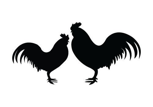 500x350 Two Roosters Standing Face To Face, Rooster Silhouette Vector Is