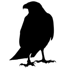 240x240 Search Photos Falcon Gentil