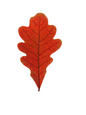 175x235 Fall Tree With It's Leaves Blowing In The Wind Silhouette Stock